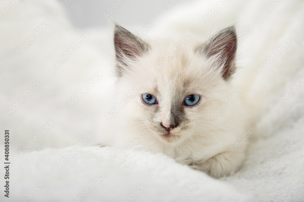 White kitten with blue eyes gray ears. Portrait of beautiful fluffy white kitten. Cat animal kitten lies on white plaid and looking in camera. Copy space