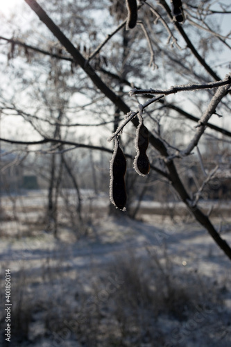 Acacia seeds covered with hoarfrost. Plants in winter time
