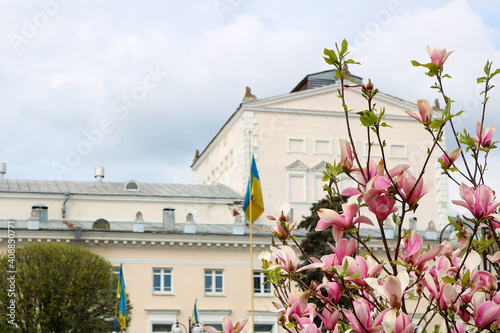 Magnolia tree blossom on the background of the theatre on Teatralna square in Vinnytsia, Ukraine