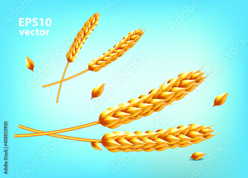 Wheat grains , ear, Barley, oats, crop, vector isolated on light Blue background 