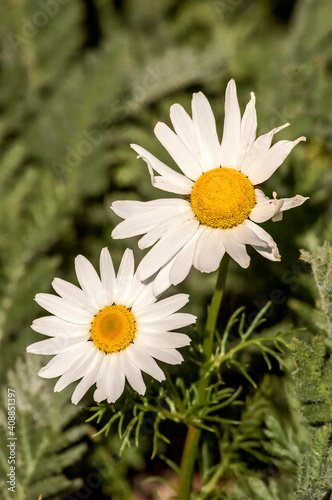 Arctic Daisy (Arctanthemum hultenii) in Barents Sea coastal area, Russia photo