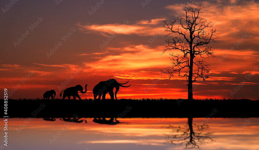 silhouette of Elephants  walking through the grassFields on the sunset.The colorful of the sunset and sunrise.