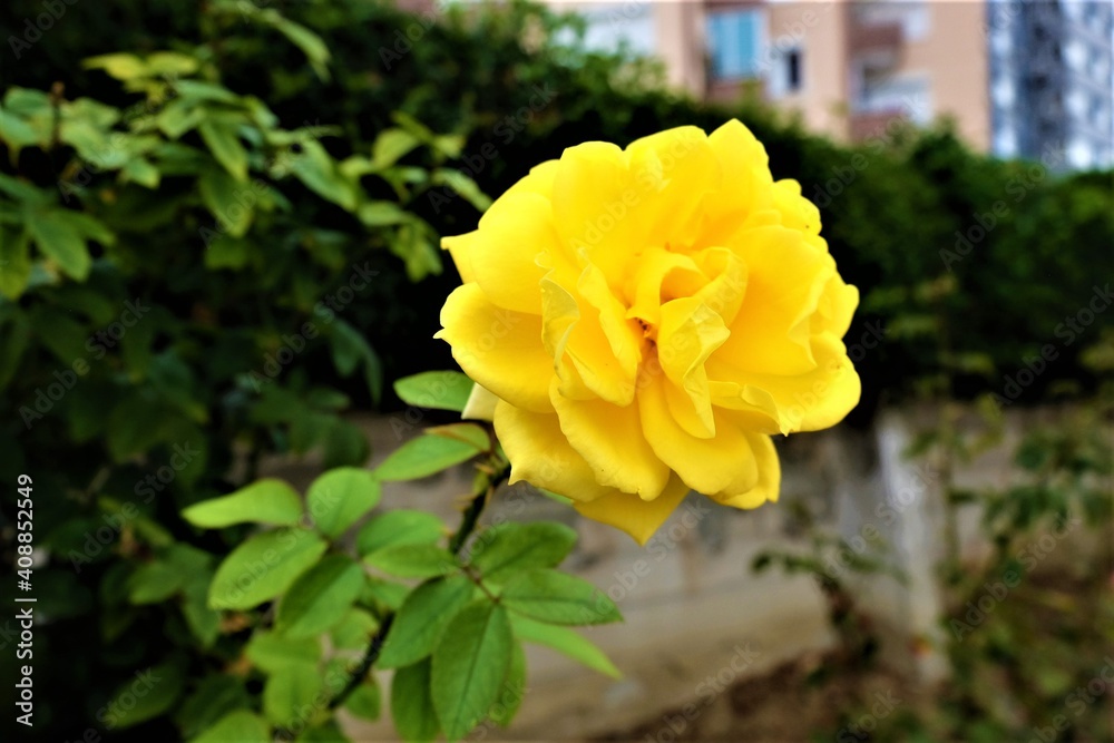 Closeup of a yellow rose in a garden under the sunlight with a blurry background, selective focus. Open, incredibly beautiful yellowish flower. Blooming, floristics. It is called Closeup of a yellow rose in a garden under the sunlight with a blurry background, selective focus. Open, incredibly beautiful yellowish flower. Blooming, floristics. It is called