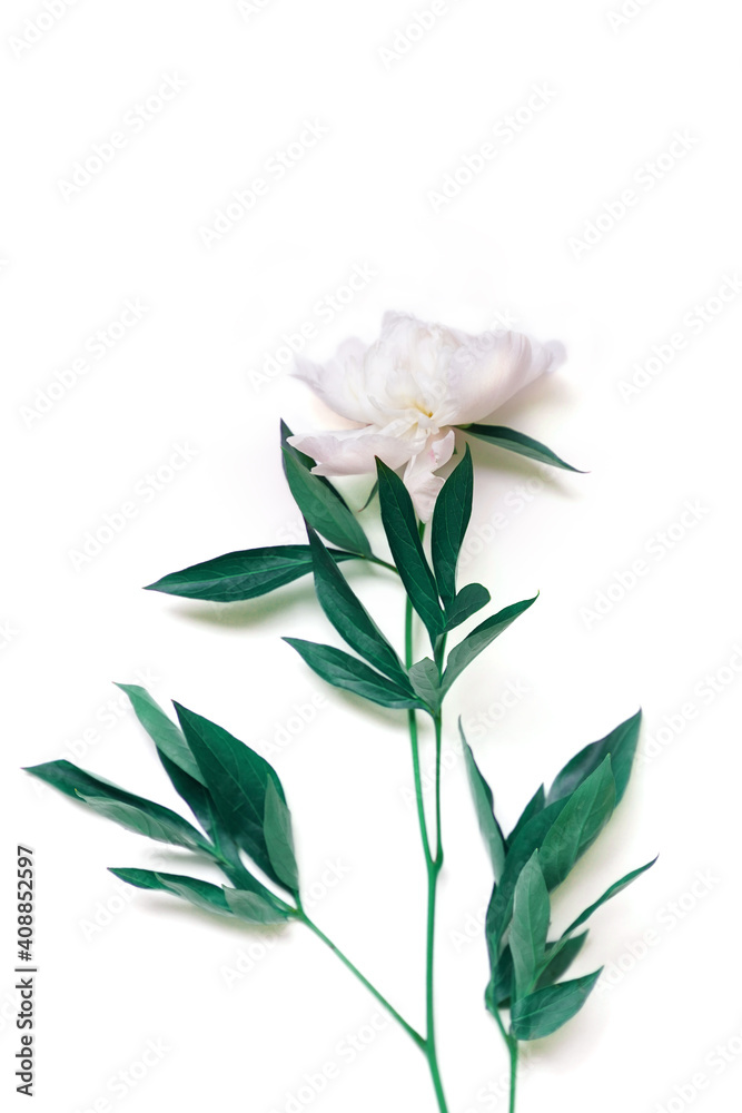 Fresh white peony isolated on white background with copy space
