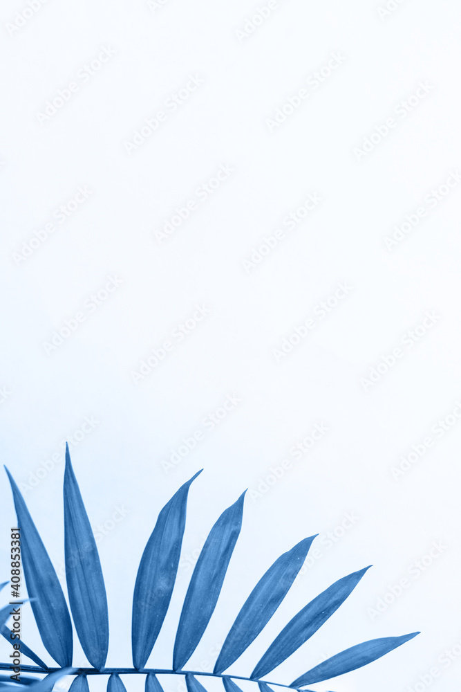blue colored  palm leaves against white background with empty space for text
