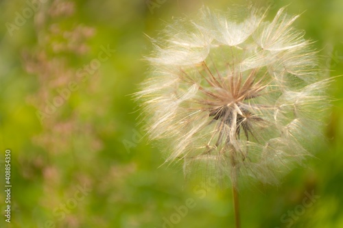 Fluffy dandelion flower on a green background. Soft selective focus. Beautiful spring or summer nature scene.