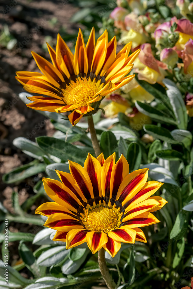 Treasure Flower (Gazania hybrida) in garden