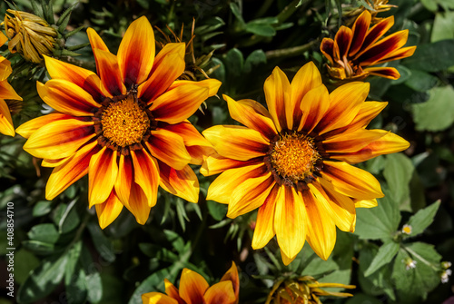 Treasure Flower  Gazania hybrida  in garden