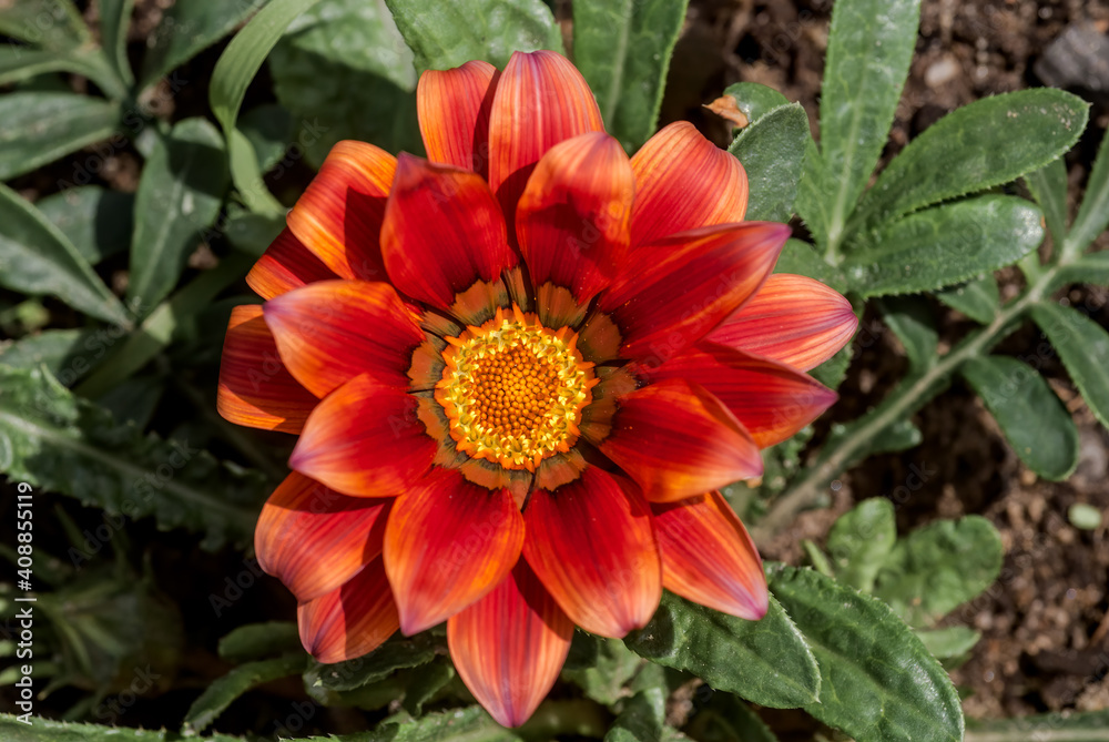 Treasure Flower (Gazania hybrida) in garden Treasure Flower (Gazania hybrida) in garden