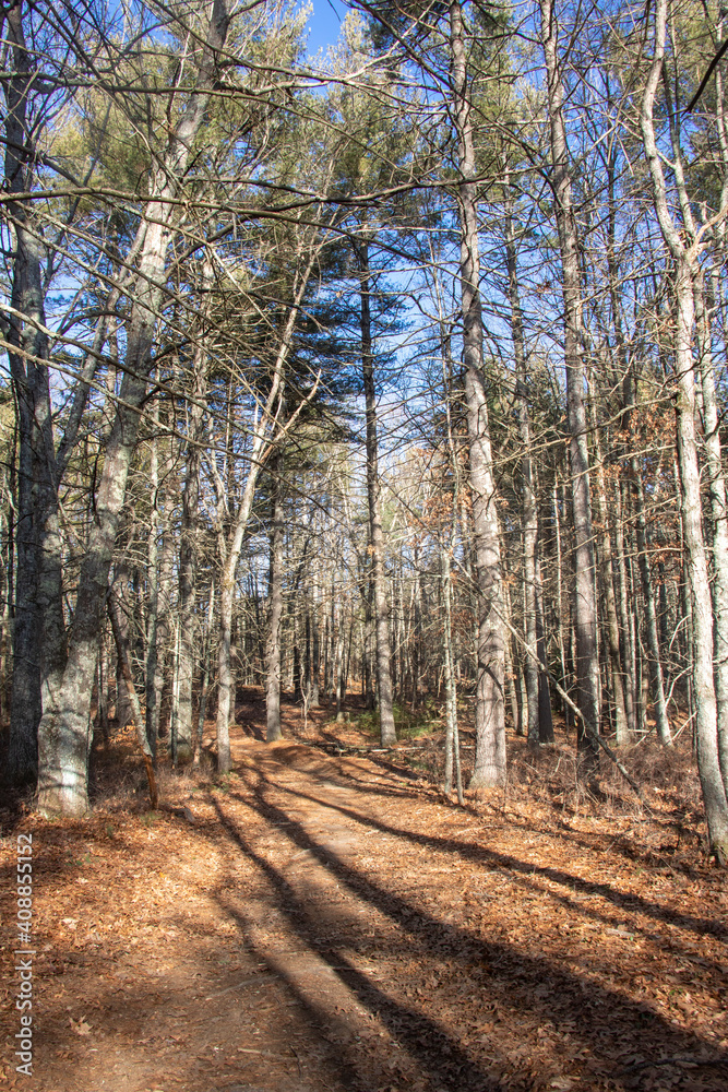Sunlight Streaming Through the Forest. Woods scene on a beautiful sunny day. Sunlight Streaming Through the Forest. Woods scene on a beautiful sunny day.