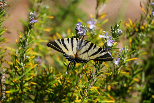 Scarce swallowtail (Iphiclides podalirius) butterfly in the garden. Selective focus.