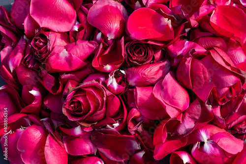 Celebration and special event concept: Top view on red roses and many dark pink leafs as. Natural red textured background with copy space for lovers and Valentines day.