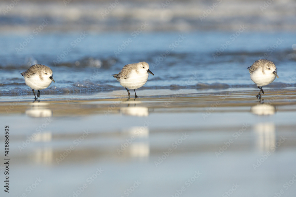 les bécasseaux sanderling sur la plage les bécasseaux sanderling sur la plage