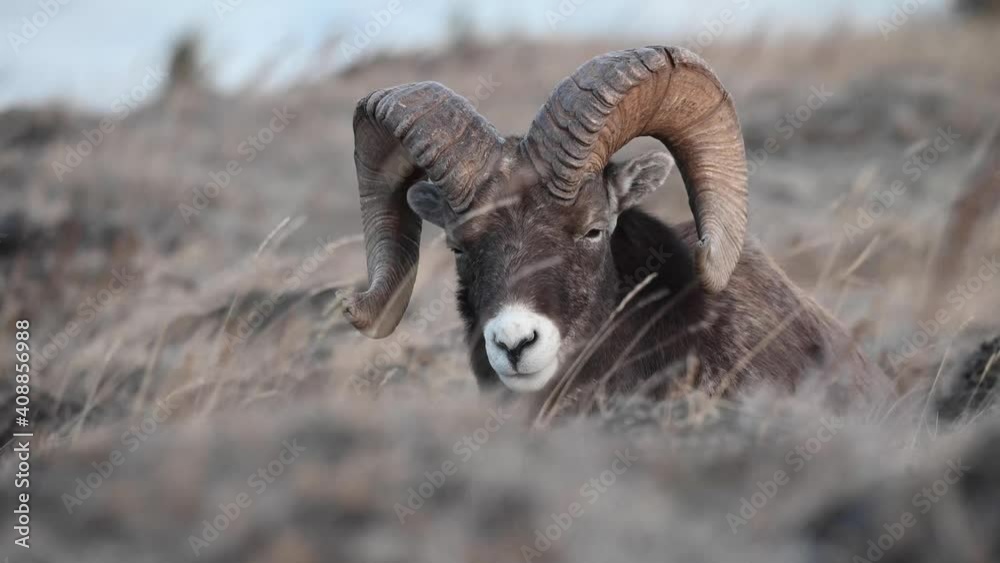 Bighorn sheep in the wild Bighorn sheep in the wild