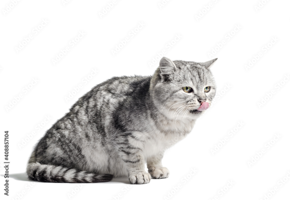Obraz premium mongrel tabby cat sits on a white background