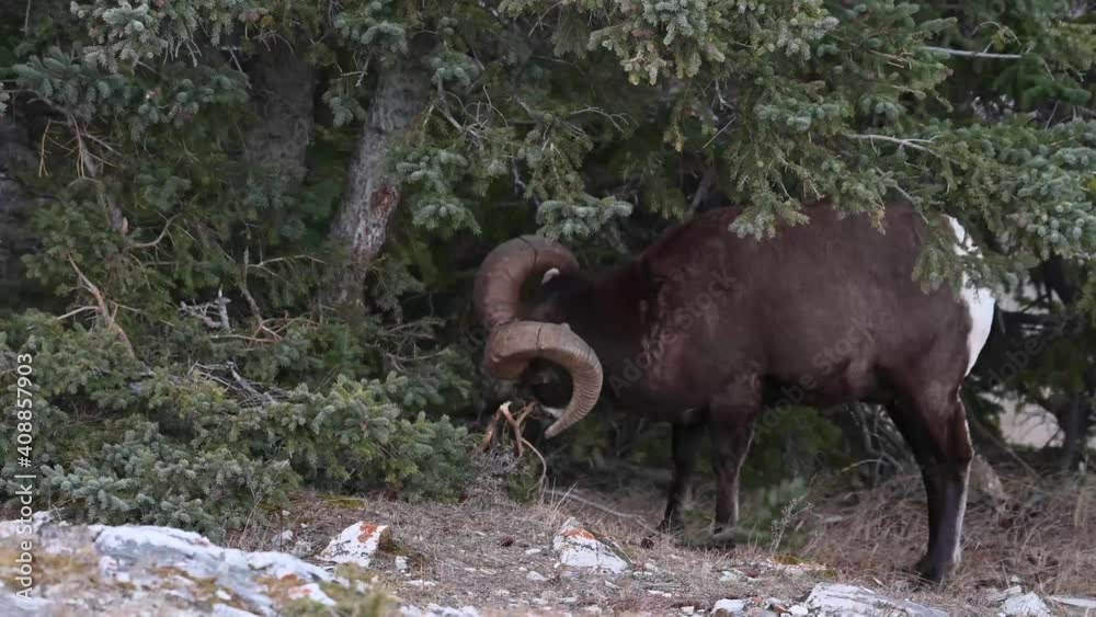 Bighorn sheep in the wild