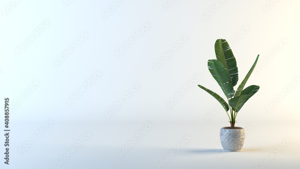 minimalist banana plant in a vase on white background minimalist banana plant in a vase on white background