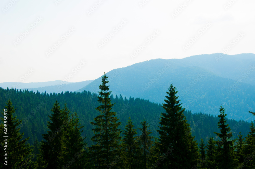 high green spruce in the mountains at a height against the sky. High quality photo