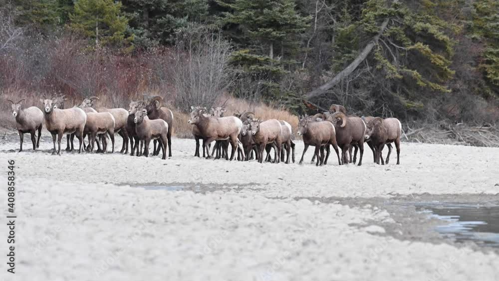 Bighorn sheep in the wild Bighorn sheep in the wild