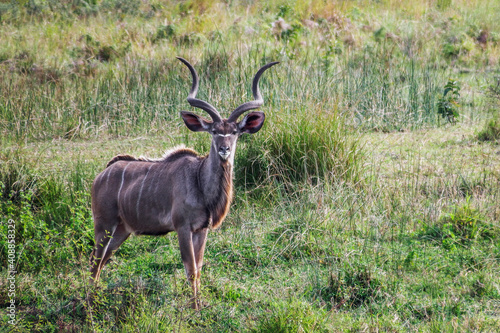 Portrait of kudu, iSimangaliso-Wetland-Park - Durban