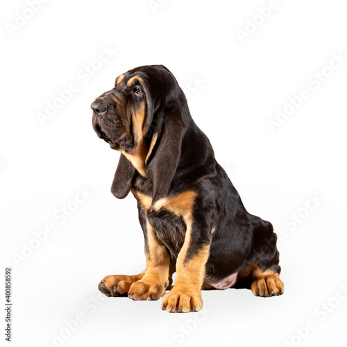 Puppy Bloodhound isolated on white background. High quality photo