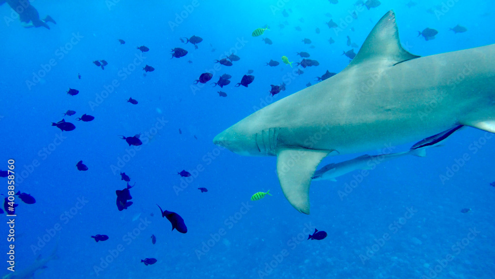 Lemon shark in Bora Bora Lemon shark in Bora Bora