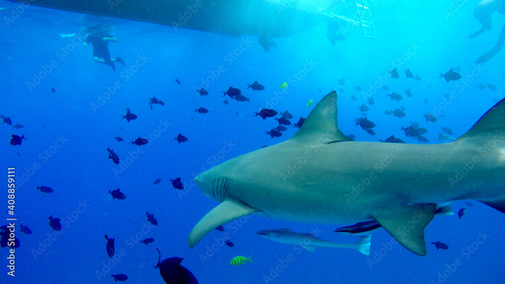 Lemon Shark under boat in Bora Bora