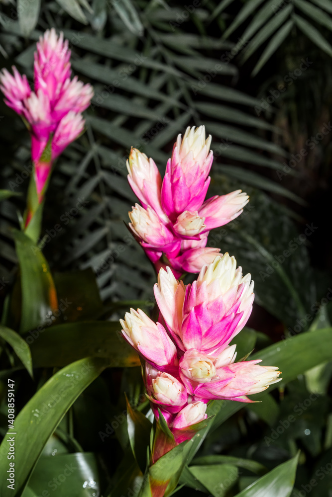 Guzmania 'Candy' (Guzmania cv) in greenhouse Guzmania 'Candy' (Guzmania cv) in greenhouse