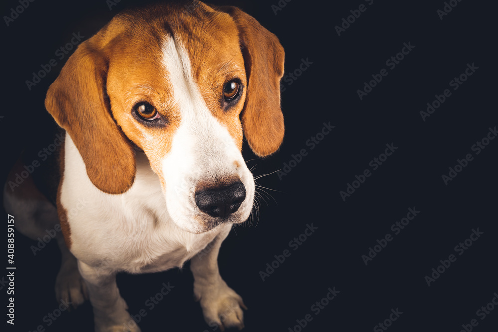 Beagle dog sit isolated on black background. Studio shoot