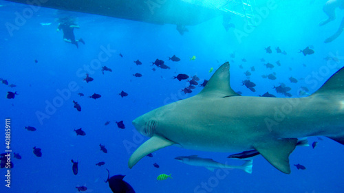 Lemon Shark under boat in Bora Bora © Robert
