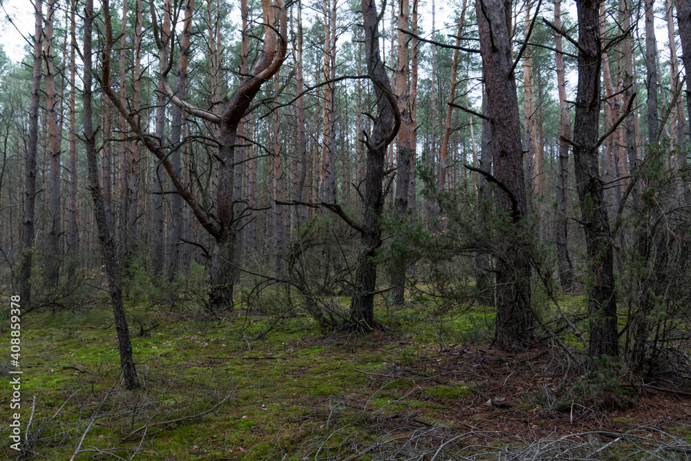 Forest