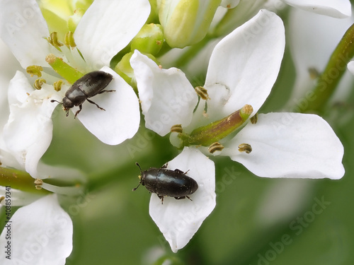 rapskäfer fressen an der blüte von einem kreuzblütler, brassicogethes aeneus photo