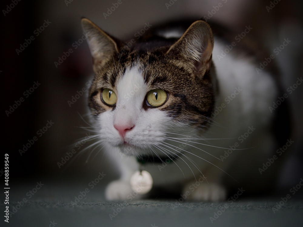 Tabby Cat Tabby Cat