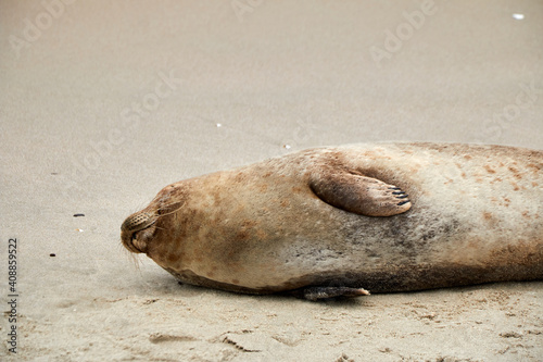 A dead seal on a beach in northern Europe due to water pollution.