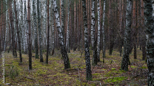 Fototapeta Naklejka Na Ścianę i Meble -  Forest