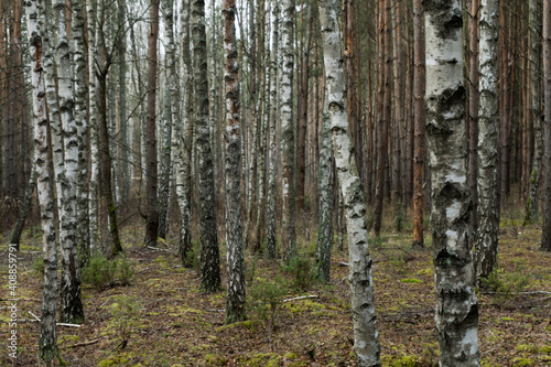 Fototapeta Naklejka Na Ścianę i Meble -  Forest