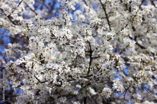 Spring cherry twigs with blooming white flowers against blue sky. Background with blooming flowers on a spring day. Beautiful cherry color close-up.