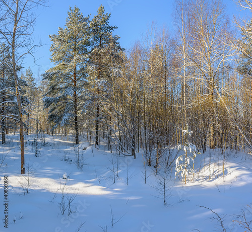Sunny March day in the pine forest of the Leningrad region