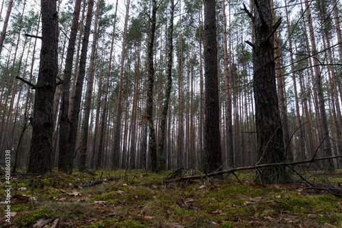 Fototapeta Naklejka Na Ścianę i Meble -  Forest