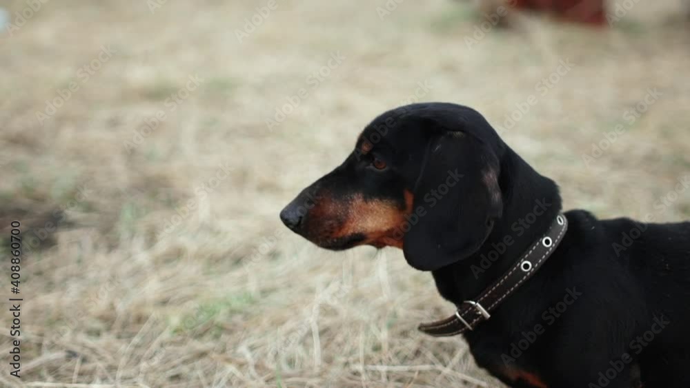 Hunting Dog Barks. Close-up. Black Suit. Clever Animal. Smells Prey. Waiting for Master's Command. In Field. Duck Hunting. Fall. Hunting Season. Pet. Useful Animal. Clever Dog. Hunting. Halt. Camp Hunting Dog Barks. Close-up. Black Suit. Clever Animal. Smells Prey. Waiting for Master's Command. In Field. Duck Hunting. Fall. Hunting Season. Pet. Useful Animal. Clever Dog. Hunting. Halt. Camp