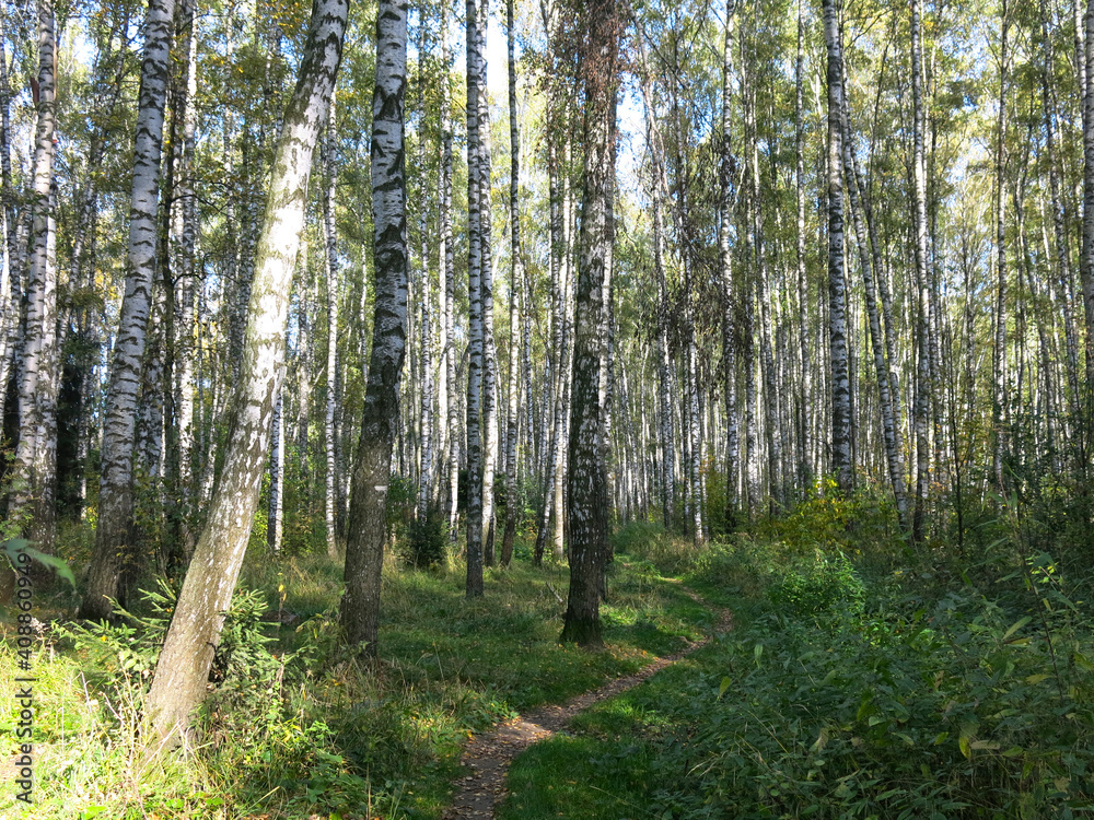 summer Russian birch grove under the sun summer Russian birch grove under the sun