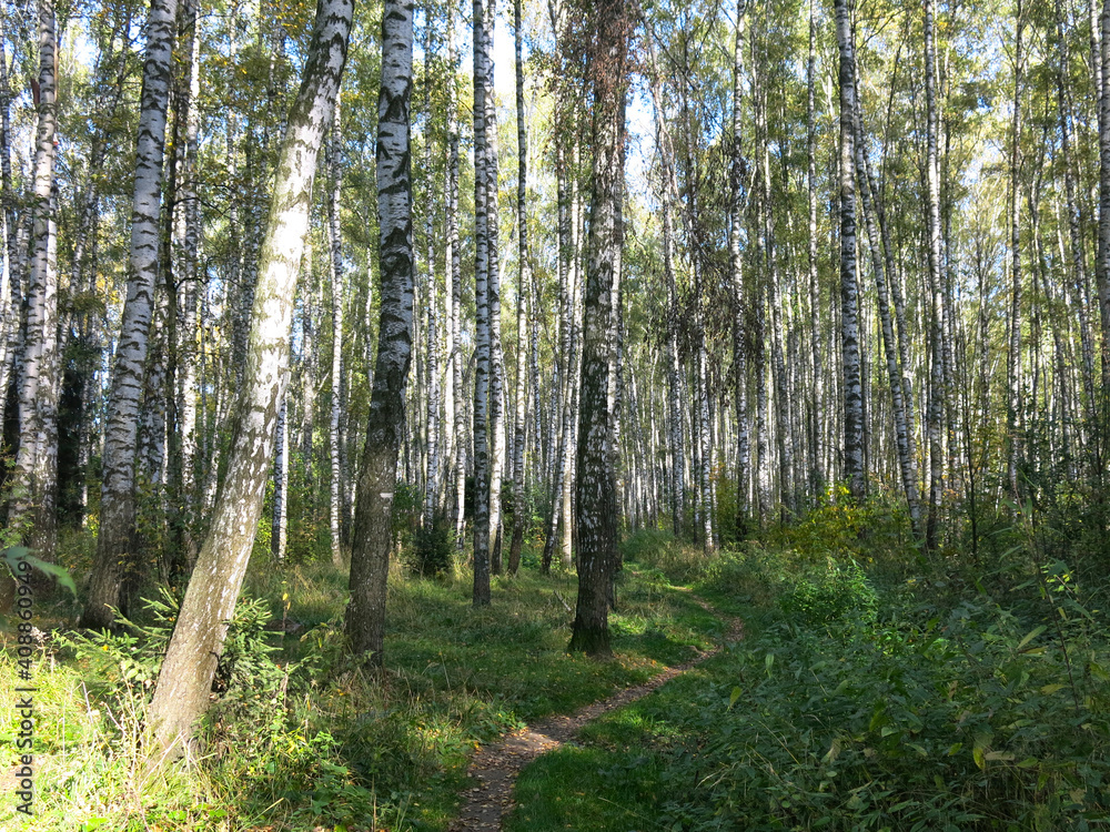 summer Russian birch grove under the sun