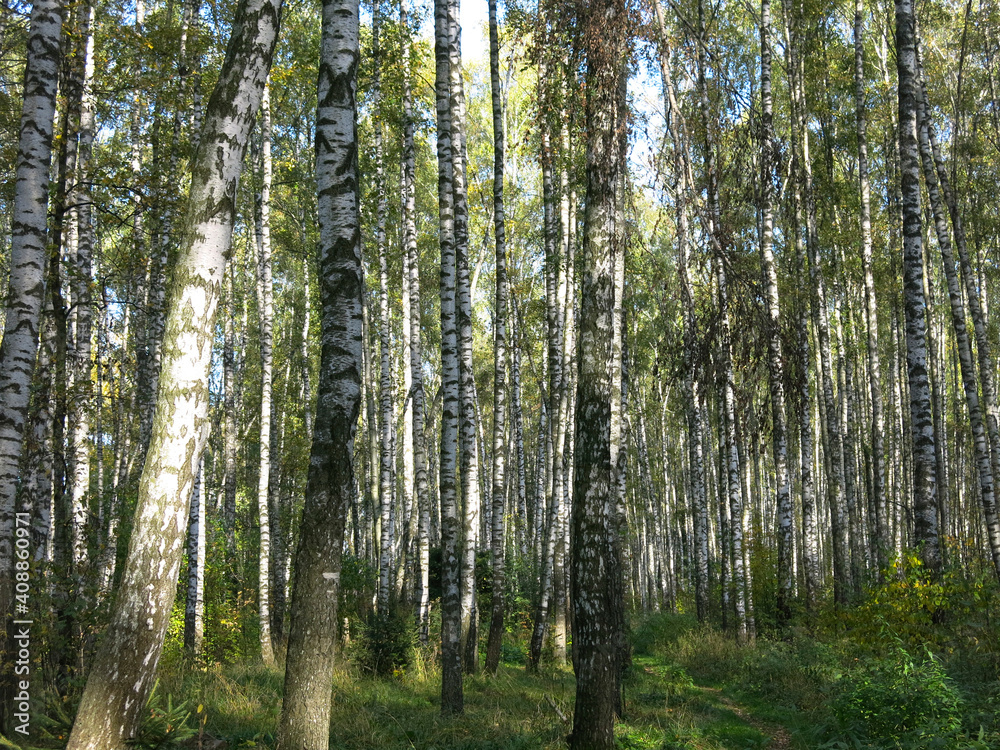 summer Russian birch grove under the sun