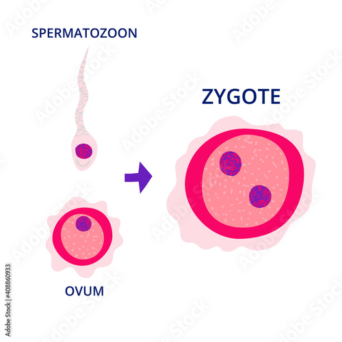 Ovum, spermatozoon and zygote drawings isolated on white background. Egg cell and sperm cell. Fertilization concept. Hand drawn biology poster design. Modern vector illustration photo
