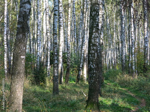 summer Russian birch grove under the sun © Lumatis