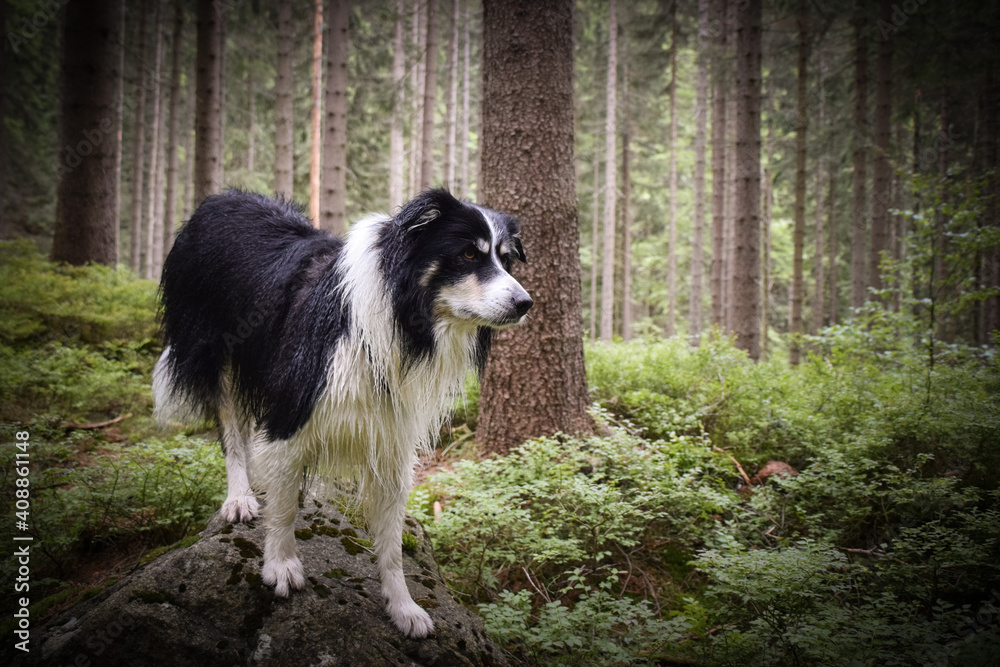 Border collie is standing on the stones. He is so crazy happy dog on the trip. Border collie is standing on the stones. He is so crazy happy dog on the trip.
