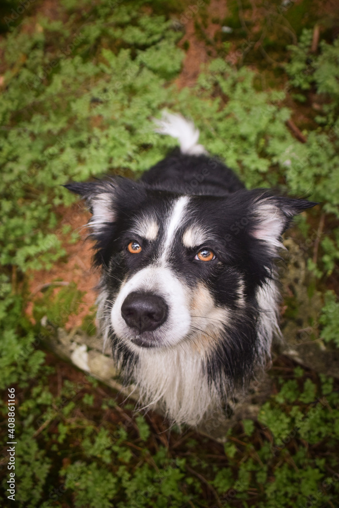 Portrait of head of border collie in forest. He is after swimming so he is wet. Portrait of head of border collie in forest. He is after swimming so he is wet.