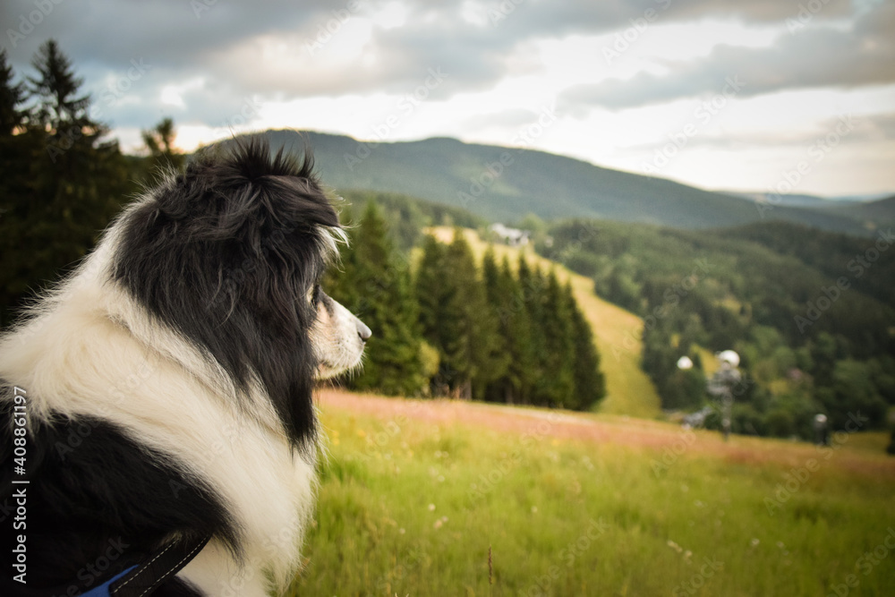 Obraz premium Border collie is sitting in the grass and looking around. He is so crazy dog on trip.