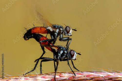 Close-up of Housefly isolated on background