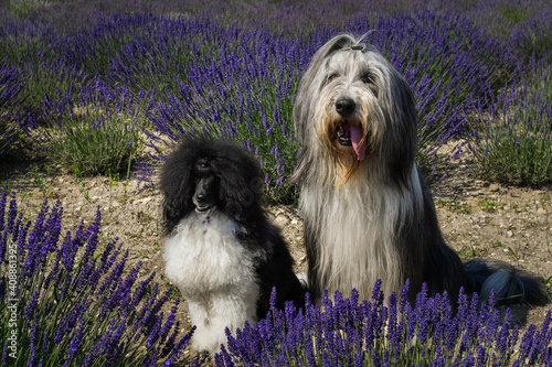 Obraz na plátne Bearded collie and poodle are sitting in levander